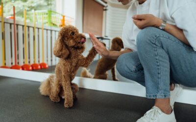 ¿Tu seguro de hogar cubre los daños que puede causar tu perro?